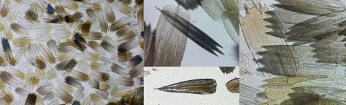 Réf. 337 144 : Chiasmia clathrata